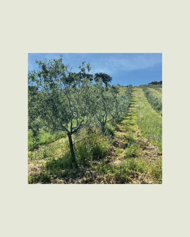 🌿 Le saviez‑vous ?
L’oléotourisme a vu le jour il y a quelques décennies… et il continue de révéler les secrets des oliveraies sardes. 

👉 Plongez dans l’article sur la page blog de notre site www.olio.sasa.com 

#oliosasa #huiledoliveextravierge  #LeSaviezVous #oliviers #sardaigne 
______________________________________
🌿 Lo sapevi?
L’oleoturismo è nato qualche decennio fa… e continua a svelare i segreti degli uliveti sardi.

👉 Immergiti nell’articolo sulla pagina del blog del nostro sito www.olio-sasa.com

#oliosasa #oliodiolivaextravergine #LoSapevi #ulivi #sardegna