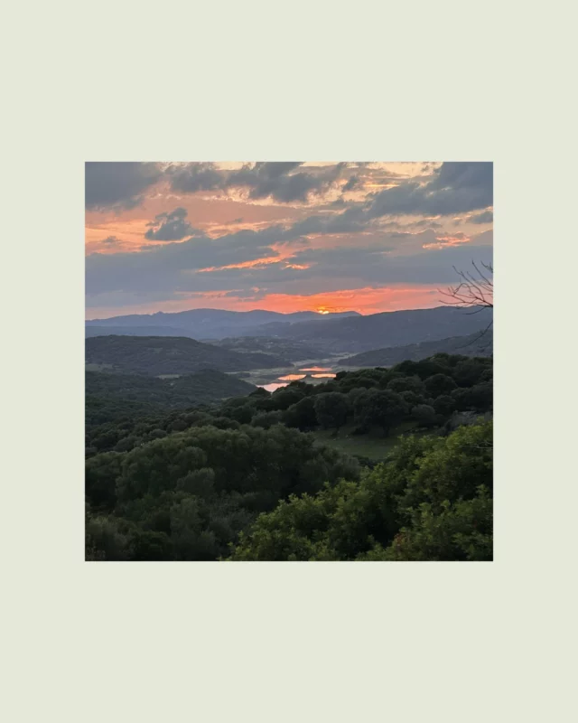 Ce vendredi, on rêve un peu… ✨
Au soleil, aux oliviers, au silence doré des champs.

 Une pause simple, pleine de goût et de lumière. 😄

👉 Découvrez comment l’huile d’olive Olio Sasa vous y emmène, cuillerée après cuillerée.
📍 www.olio-sasa.com

#oliosasa #HuileDOlive #sardaigne 
_____________________________________
Questo venerdì, lasciamoci andare a sognare un po’… ✨
Al sole, agli ulivi, al silenzio dorato dei campi.

Una pausa semplice, piena di gusto e di luce. 😄

👉 Scoprite come l’olio d’oliva Olio Sasa può portarvi lì, cucchiaio dopo cucchiaio.
📍 www.olio-sasa.com

#oliosasa #OlioDiOliva #sardegna