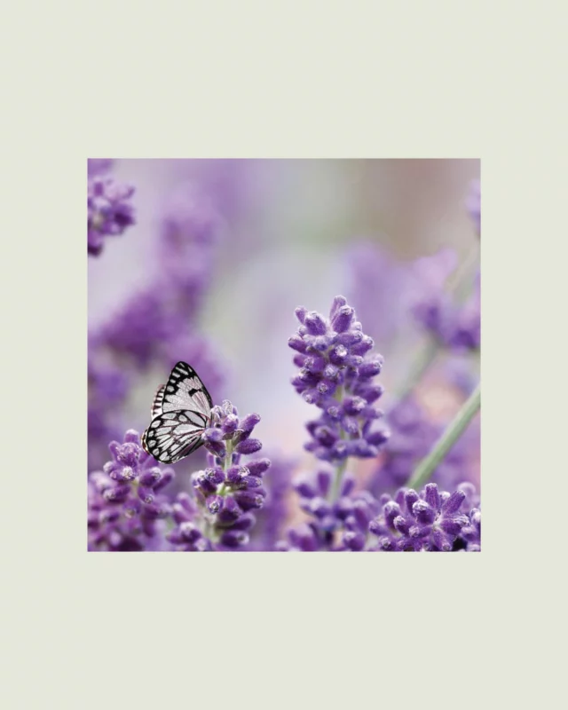 🌼 La lavande, fleur emblématique de la Méditerranée…

Elle embaume l’air de ses fleurs violettes et diffuse un parfum qui apaise l’esprit. ✨

💜 Antioxydante et anti-inflammatoire
💜 Relaxante et apaisante
💜 Cicatrisante et stimulante pour le système immunitaire

Un soin simple, pur et bénéfique.

#oliosasa #sardaigne #lavande #antioxydante  #méditerranéenne 
___________________________________
🌼 La lavanda, fiore simbolo del Mediterraneo…

Inonda l’aria con i suoi fiori viola e diffonde un profumo che calma la mente. ✨

💜 Antiossidante e antinfiammatoria
💜 Rilassante e distensiva
💜 Cicatrizzante e stimolante per il sistema immunitario

Un trattamento semplice, puro e benefico.

#oliosasa #sardegna #lavanda #antiossidante #mediterraneo