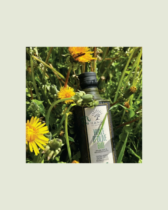 ✨ Pour ceux qu’on aime, on choisit le vrai, le pur 💚

Rien de mieux qu’une immersion authentique : un repas partagé, un coucher de soleil, des rires entre proches… 

Avec Olio Sasa, chaque instant devient un moment simple et précieux, comme en Sardaigne 🌿 
👉Votre immersion est disponible sur la page immersion de notre site www.olio-sasa.com

 #oliosasa #sardaigne #vrai #pur #huiledoliveextravierge #immersionnature
__________________________________
✨ Per chi amiamo, scegliamo il vero, il puro 💚

Niente è meglio di un’immersione autentica: un pasto condiviso, un tramonto, le risate con le persone care…

Con Olio Sasa, ogni istante diventa un momento semplice e prezioso, proprio come in Sardegna 🌿
👉 La tua immersione è disponibile nella pagina immersione del nostro sito www.olio-sasa.com

#oliosasa #sardegna #vero #puro #olioextraverginedioliva #immersionenatura