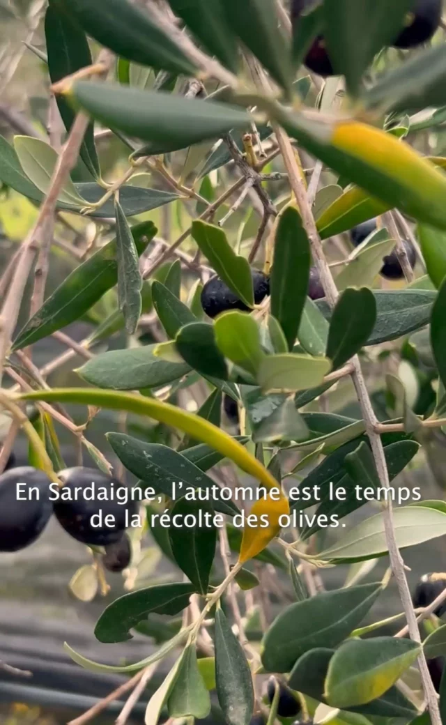 🍃 En Sardaigne, l’automne marque le début de la récolte des olives.

Entre octobre et décembre, elles sont rapidement pressées pour donner OLIO SASA : une huile verte, fruitée, légèrement poivrée.
Toute la douceur et la passion de la Sardaigne dans chaque goutte.

www.olio-sasa.com

#oliosasa #sardaigne #recolte #olive