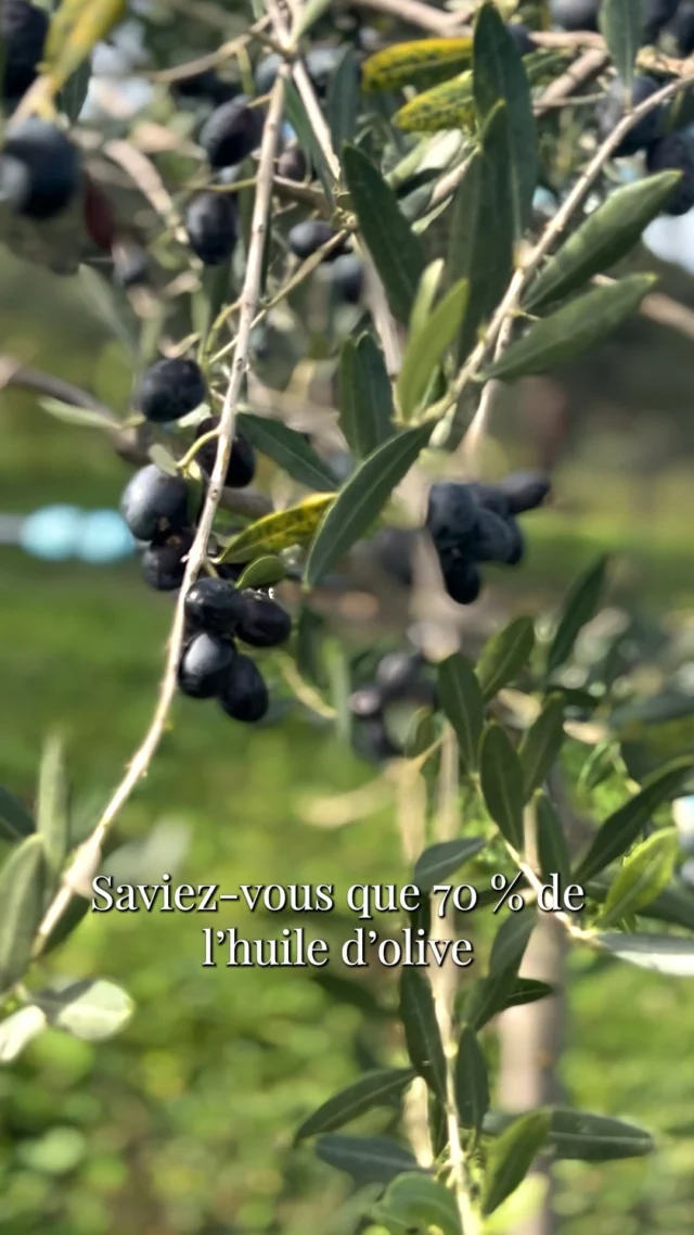 70% de l’huile d’olive mondiale vient d’Espagne, d’Italie et de Grèce…
✨ Et en Sardaigne, OLIO SASA écrit sa propre histoire : une huile extra vierge authentique, élégante et unique.

#oliosasa #olive #huiledolive